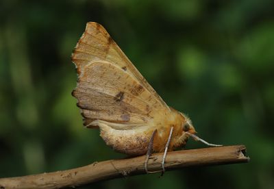 Hstflikmtare   Ennomos autumnaria