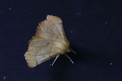 Hstflikmtare   Ennomos autumnaria