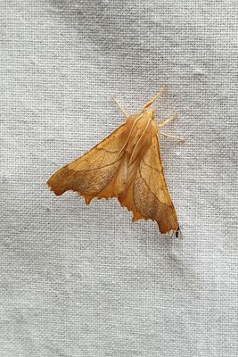 Askflikmtare   Ennomos fuscantaria