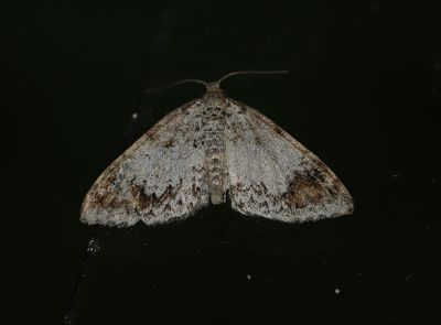 Almlundmtare   Venusia blomeri