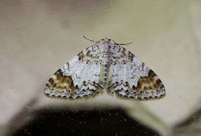 Almlundmtare   Venusia blomeri