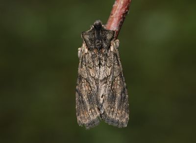  Altrfly   Lithophane consocia