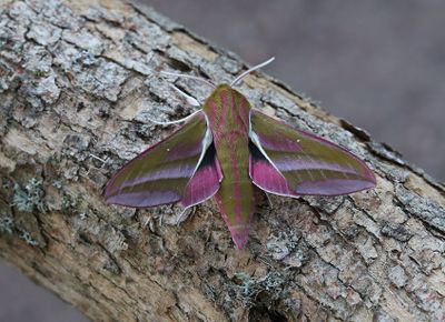  Strre snabelsvrmare   Deilephila elpenor
