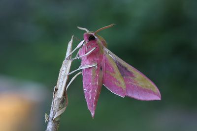 Strre snabelsvrmare    Deilephila elpenor