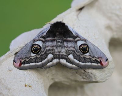 Mindre pfgelspinnare   Saturnia pavonia