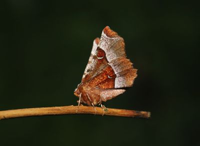 Rdbrun mnmtare   Selenia tetralunaria