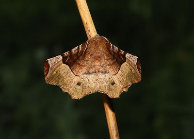 Rdbrun mnmtare   Selenia tetralunaria