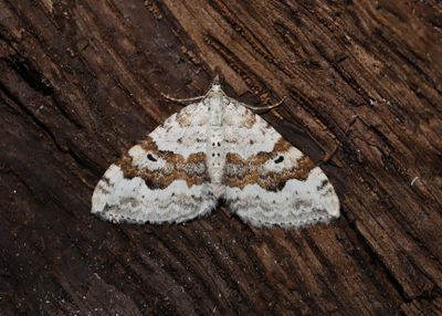 Backfltmtare   Xanthorhoe montanata