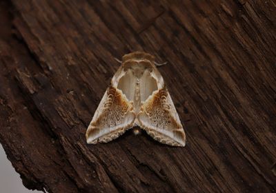 Bandad hallonspinnare   Habrosyne pyritoides