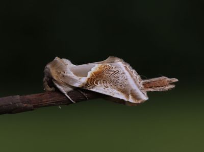 Bandad hallonspinnare    Habrosyne pyritoides