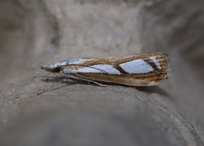 Bandat silvergrsmott   Catoptria permutatella