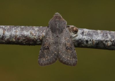 Aspslgfly   Orthosia populeti