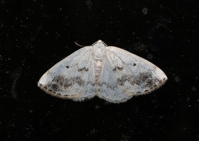 Bandatlasmtare   Lomographa temerata