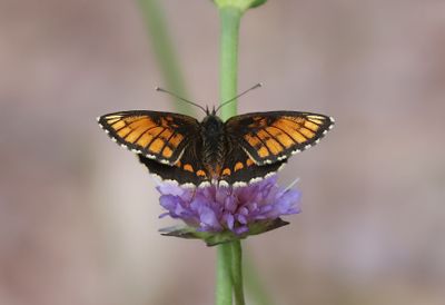 Skogsnätfjäril Melitaea athalia (Aberration)