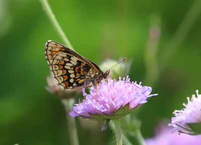 Skogsnätfjäril Melitaea athalia (Aberration)