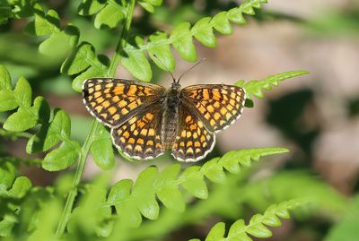 Skogsnätfjäril Melitaea athalia