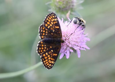 Skogsnätfjäril Melitaea athalia