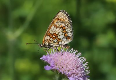 Skogsnätfjäril Melitaea athalia