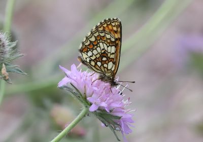 Skogsnätfjäril Melitaea athalia