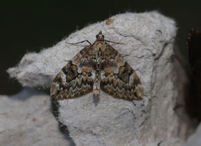 Barrfltmtare   Thera variata