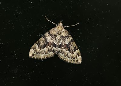 Barrfltmtare   Thera variata