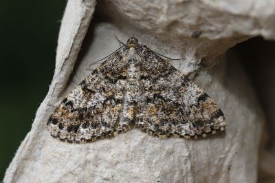 Barrskogslavmtare   Deileptenia ribeata