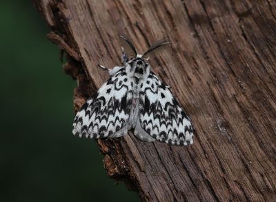 Barrskogsnunna   Lymantria monacha