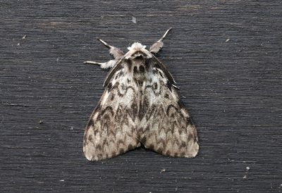 Barrskogsnunna   Lymantria monacha