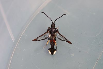 Myrlik glasvinge    Synanthedon formicaeformis