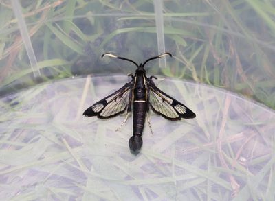 Rovstekelglasvinge   Synanthedon spheciformis