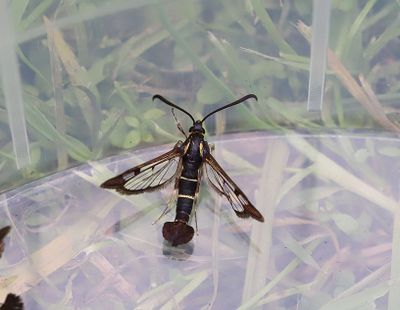 Vinbrsglasvinge   Synanthedon tipuliformis