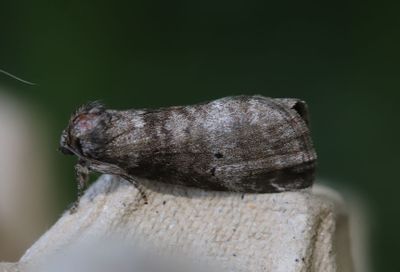 Bjrkblekmaskspinnare    Ochropacha duplaris