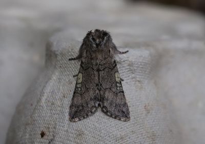 Bjrkgulhornspinnare   Achlya flavicornis