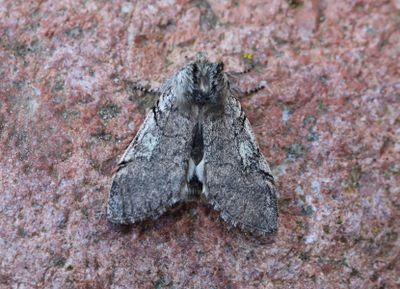 Bjrkgulhornspinnare   Achlya flavicornis