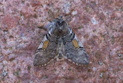 Bjrkgulhornspinnare   Achlya flavicornis