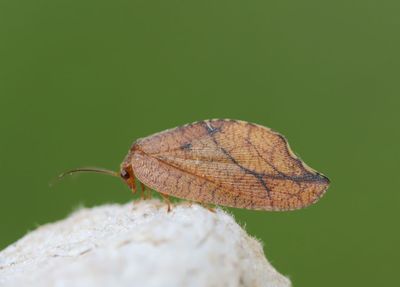 Other insects