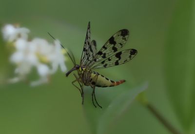 Mrkflckad skorpionslnda   Panorpa vulgaris