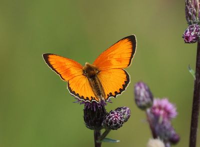 Vitfläckig guldvinge Lycaena virgaureae