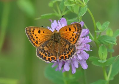 Vitfläckig guldvinge Lycaena virgaureae