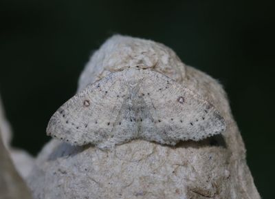 Bjrkgrdelmtare    Cyclophora albipunctata