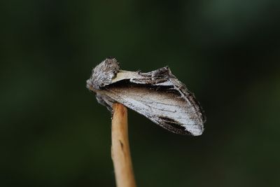 Bjrkporslinsvinge   Pheosia gnoma