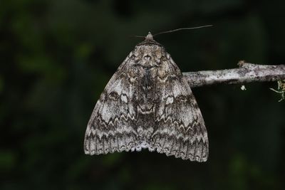 Blbandat ordensfly   Catocala fraxini