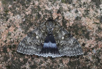 Blbandat ordensfly   Catocala fraxini