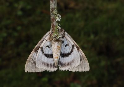 Blbandat ordensfly   Catocala fraxini