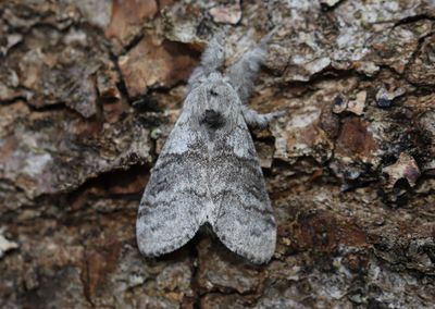 Bokspinnare   Calliteara pudibunda