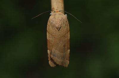Bredbandat bandfly   Noctua fimbriata