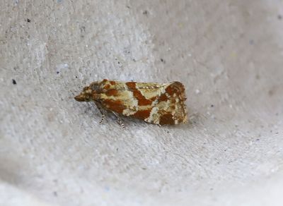 Brokig vddblomvecklare    Aethes hartmanniana 