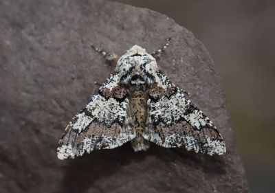 Brunaktig vintermtare   Biston strataria