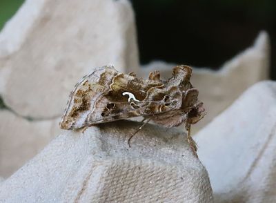 Brungrtt metallfly   Autographa buraetica