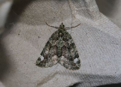 Brungrn fltmtare   Chloroclysta siterata